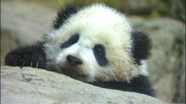 Pandas National Zoo